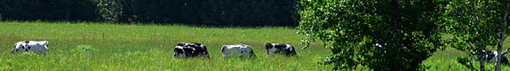 Cows in Field