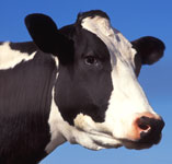 Dairy Cow