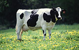milk cow