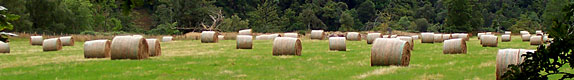 hay in field