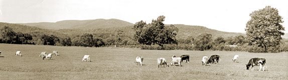 cows in field